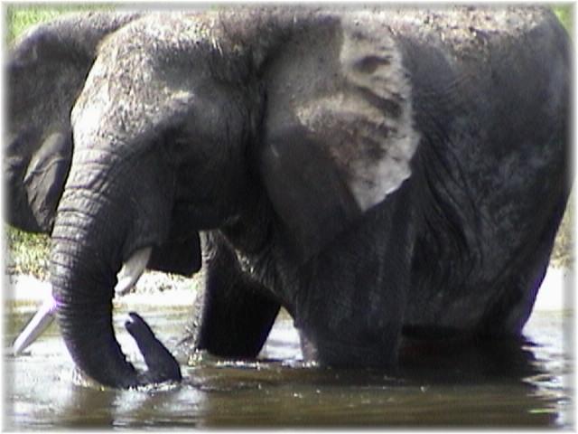 AFRICAN ELEPHANT 0200